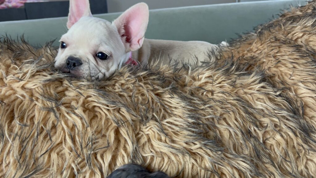 Yahtzee | Cream French Bulldog Female | Born June 25th, 2023