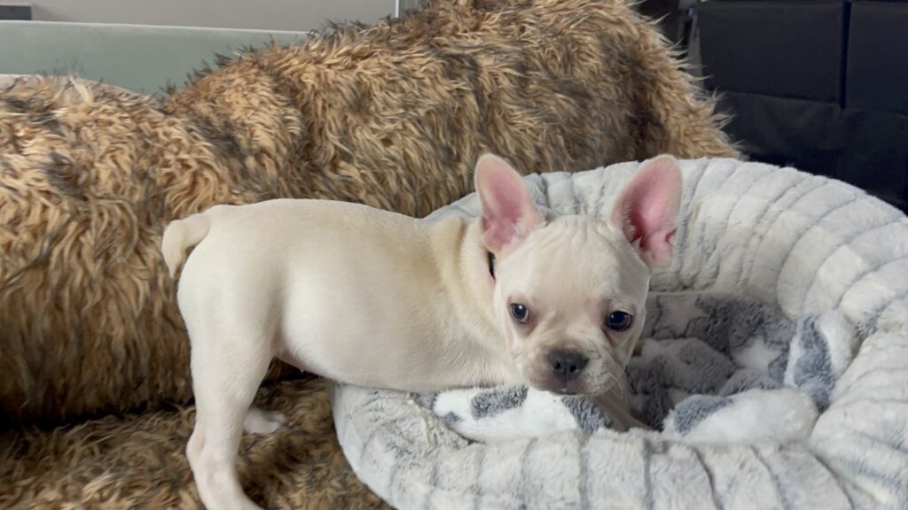 Yahtzee | Cream French Bulldog Female | Born June 25th, 2023
