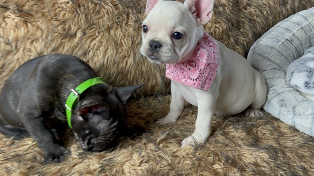 Yahtzee | Cream French Bulldog Female | Born June 25th, 2023