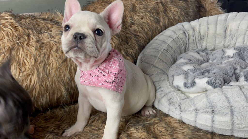 Yahtzee | Cream French Bulldog Female | Born June 25th, 2023