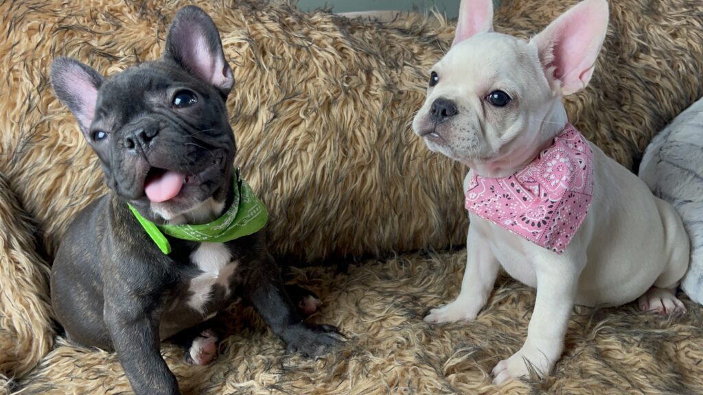 Yahtzee | Cream French Bulldog Female | Born June 25th, 2023