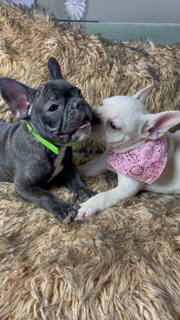 Yahtzee | Cream French Bulldog Female | Born June 25th, 2023