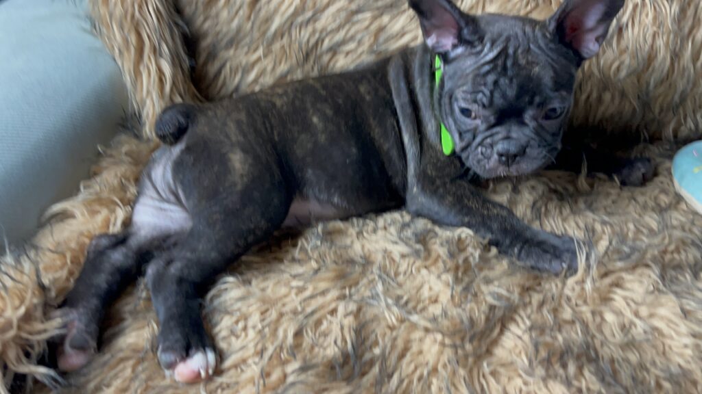 Yaya | Brindle French Bulldog Female | Born June 25th, 2023