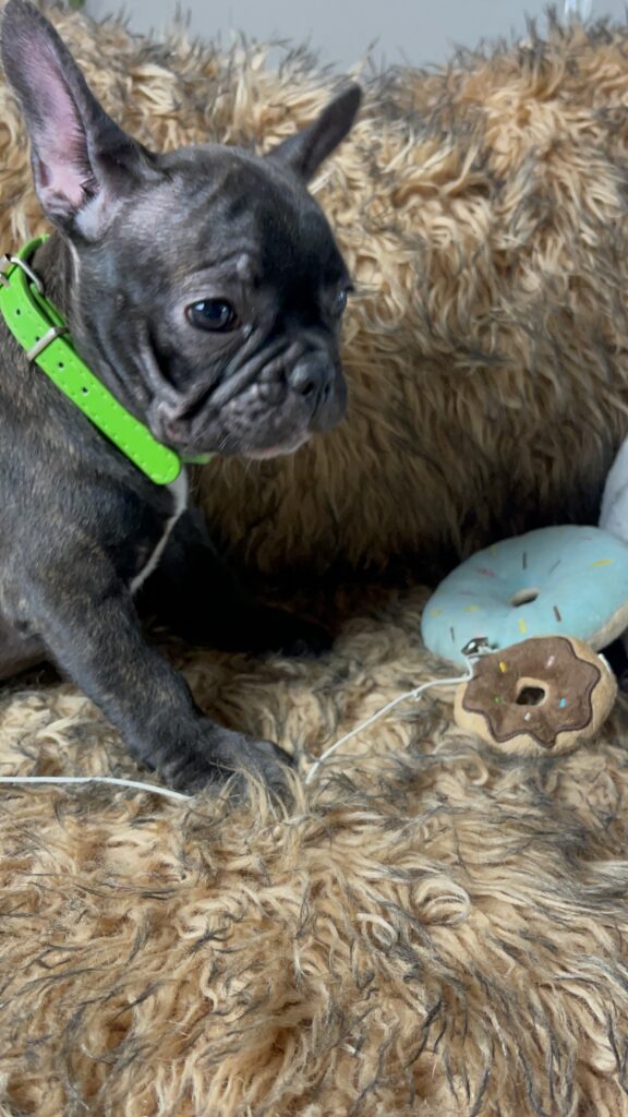 Yaya | Brindle French Bulldog Female | Born June 25th, 2023