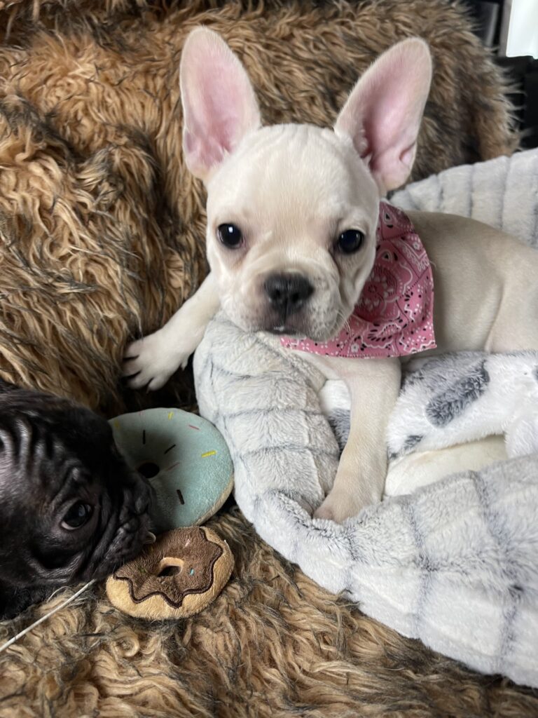 Yahtzee | Cream French Bulldog Female | Born June 25th, 2023