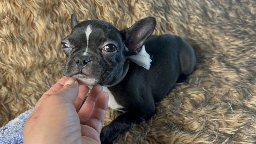 Tullie | Black Brindle French Bulldog Female | Available Now