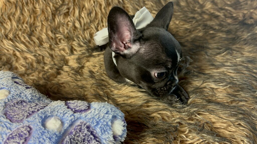 Tullie | Black Brindle French Bulldog Female | Available Now