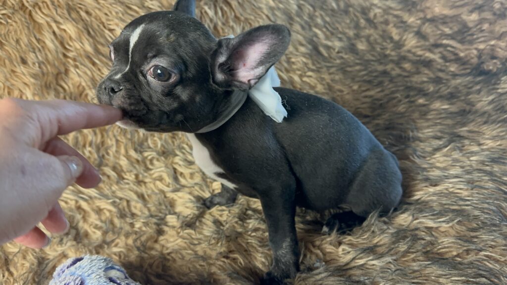 Tullie | Black Brindle French Bulldog Female | Available Now