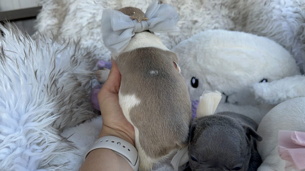 Wilma | Blue Fawn Pied French Bulldog Female | Born July 27th, 2023​