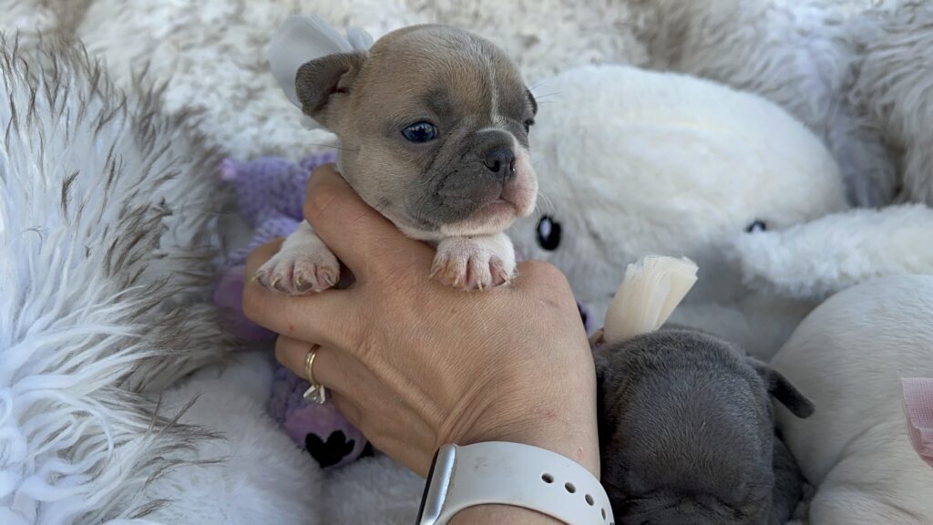 Wilma | Blue Fawn Pied French Bulldog Female | Born July 27th, 2023​
