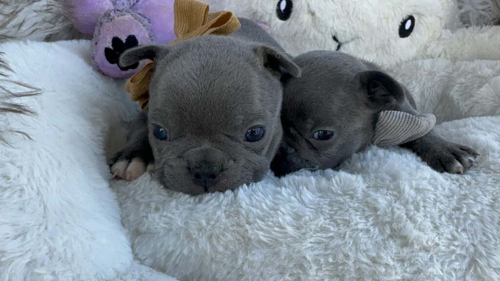 Wilson | Blue French Bulldog Male | Born July 27th, 2023​
