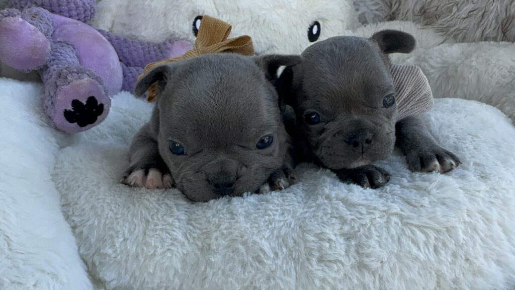 Wilson | Blue French Bulldog Male | Born July 27th, 2023​