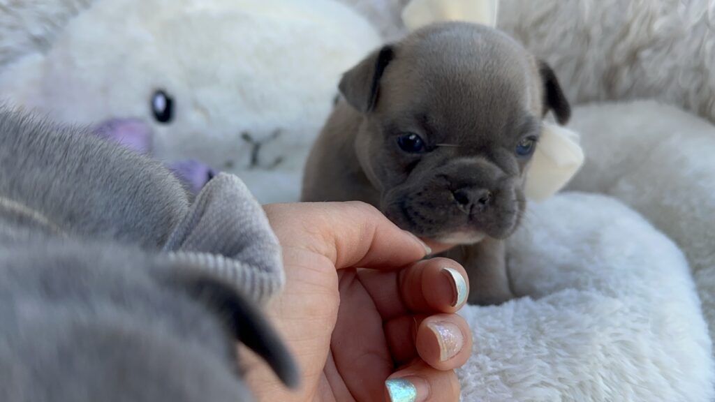 Xenia | Blue Sable Fawn French Bulldog Female | Born July 29th, 2023