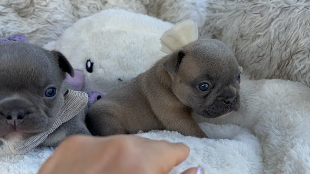 Xenia | Blue Sable Fawn French Bulldog Female | Born July 29th, 2023