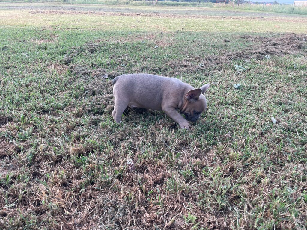 Uriah | Blue Sable French Bulldog Male | Born July 2nd, 2023​