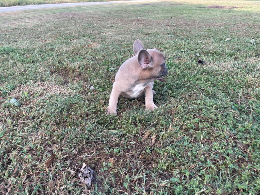 Uriah | Blue Sable French Bulldog Male | Born July 2nd, 2023​