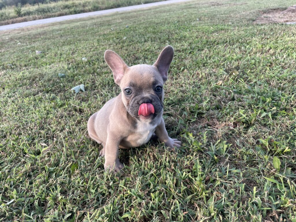 Uriah | Blue Sable French Bulldog Male | Born July 2nd, 2023​