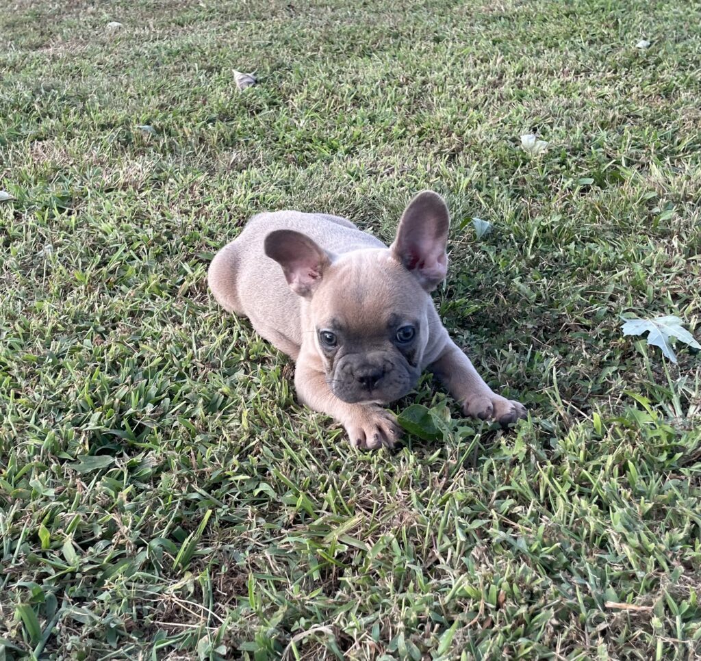 Uriah | Blue Sable French Bulldog Male | Born July 2nd, 2023​
