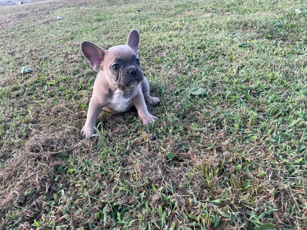 Uriah | Blue Sable French Bulldog Male | Born July 2nd, 2023​