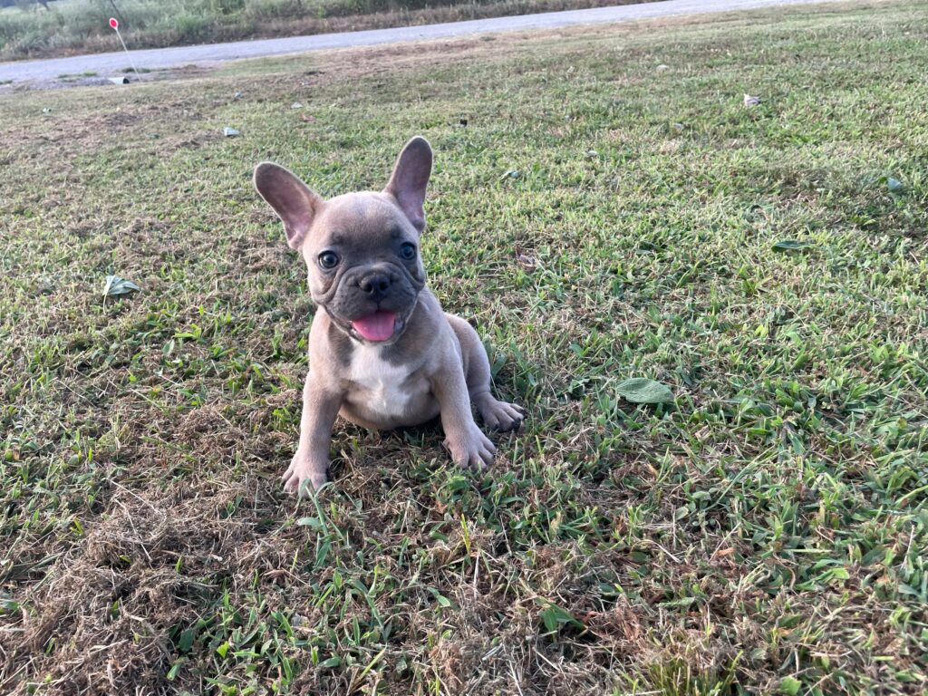 Uriah | Blue Sable French Bulldog Male | Born July 2nd, 2023​