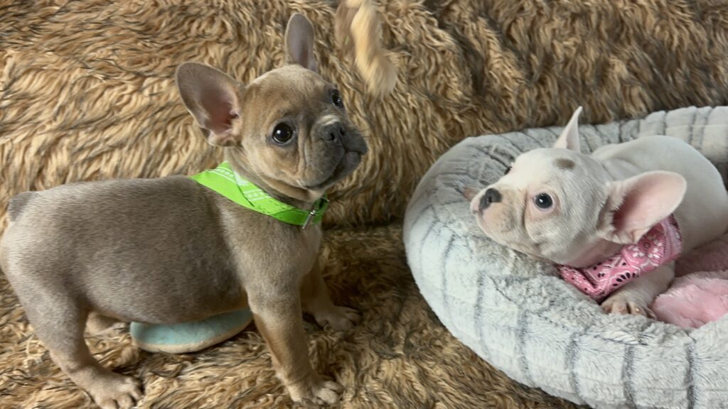 Umi | Blue Sable French Bulldog Female | Born July 2nd, 2023