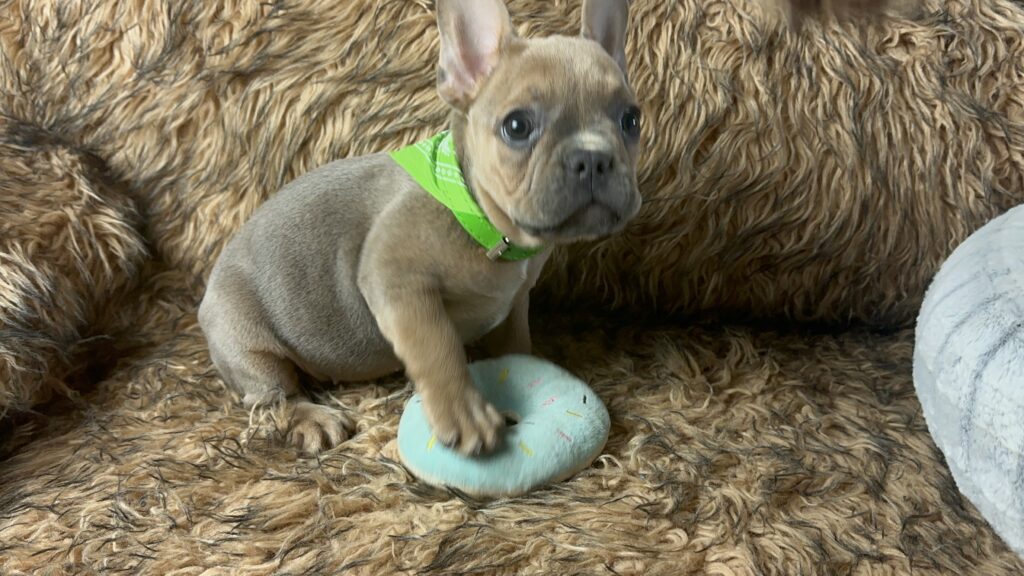 Umi | Blue Sable French Bulldog Female | Born July 2nd, 2023