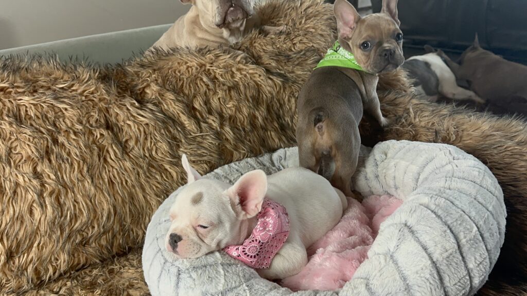 Umi | Blue Sable French Bulldog Female | Born July 2nd, 2023
