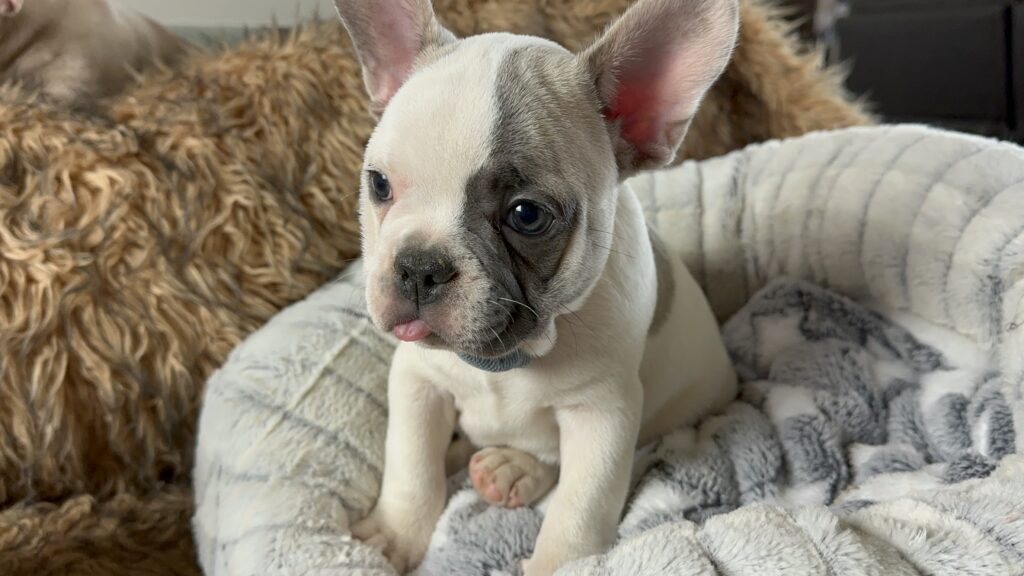 Ulysses | Blue Pied French Bulldog Male | Born July 2nd, 2023​