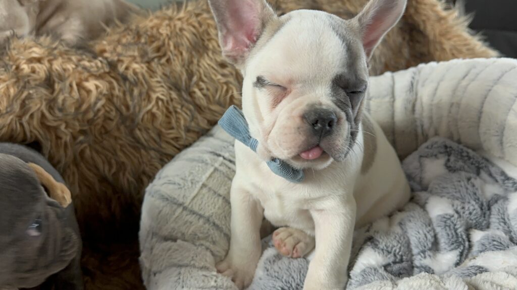Ulysses | Blue Pied French Bulldog Male | Born July 2nd, 2023​