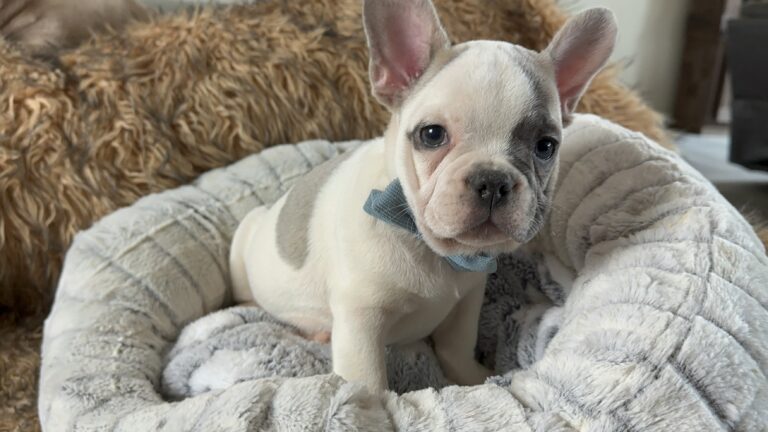 Ulysses | Blue Pied French Bulldog Male | Born July 2nd, 2023​