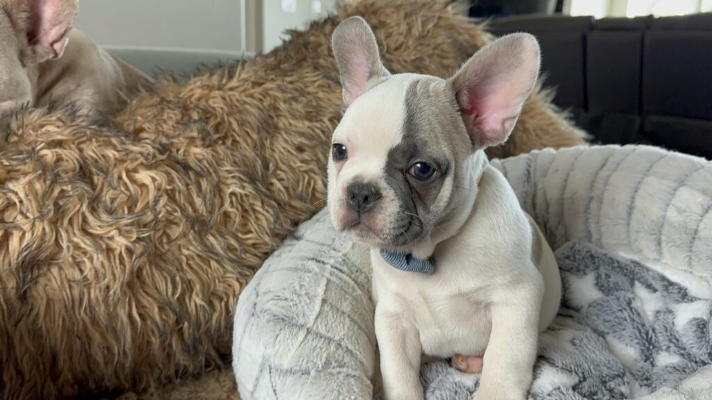 Ulysses | Blue Pied French Bulldog Male | Born July 2nd, 2023​