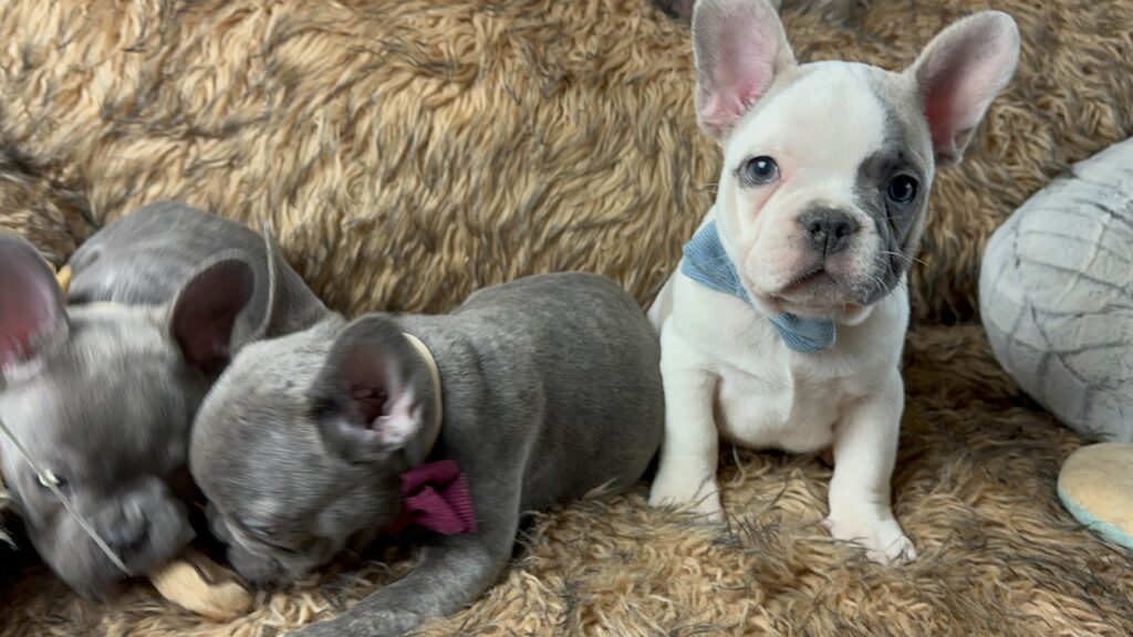 Ulysses | Blue Pied French Bulldog Male | Born July 2nd, 2023​