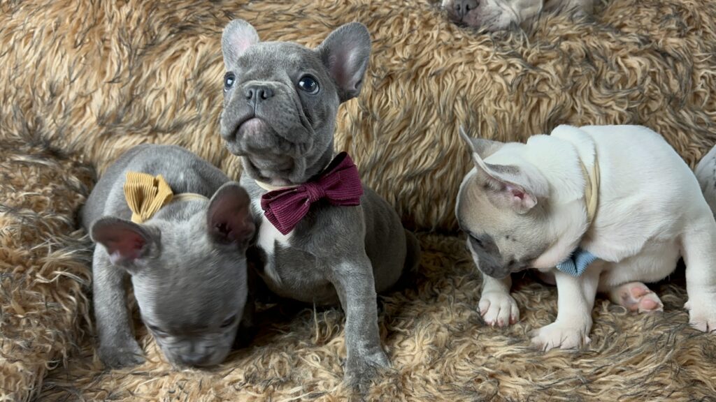 Ultra | Blue French Bulldog Male | Born July 2nd, 2023