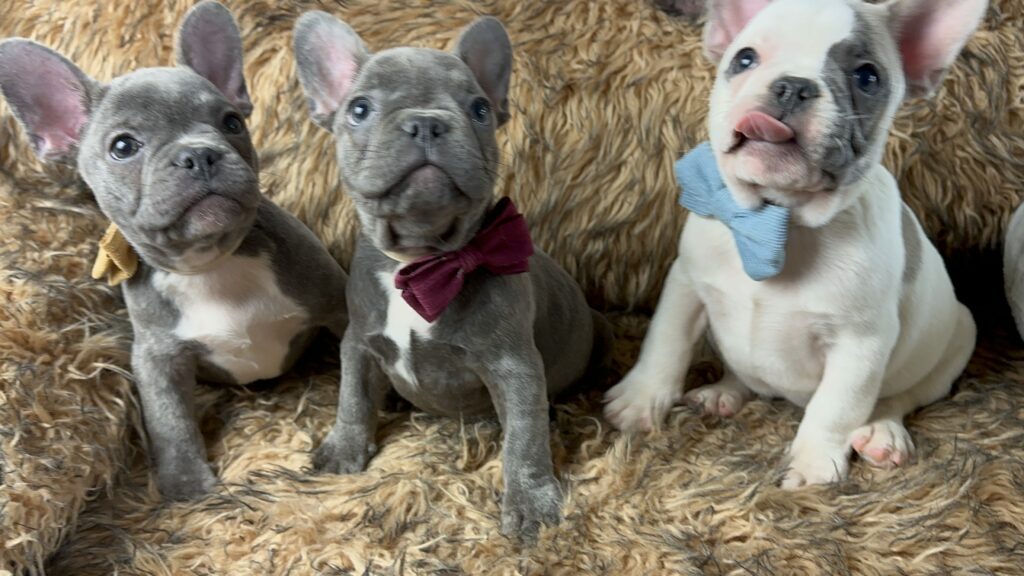 Ultra | Blue French Bulldog Male | Born July 2nd, 2023