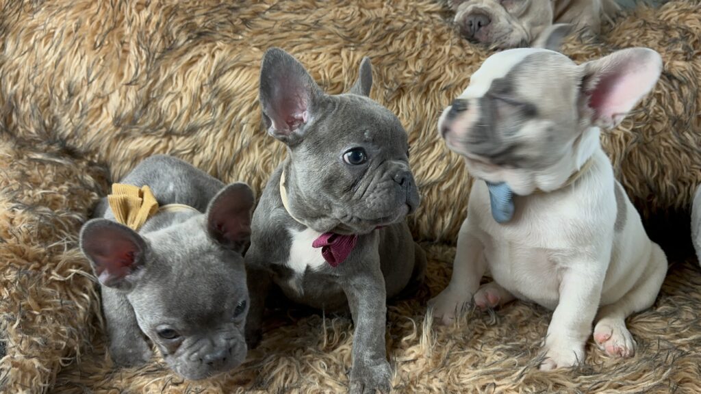 Ultra | Blue French Bulldog Male | Born July 2nd, 2023