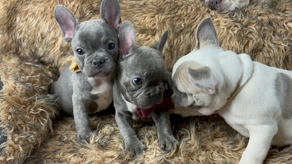Urban | Blue French Bulldog Female | Born July 2nd, 2023