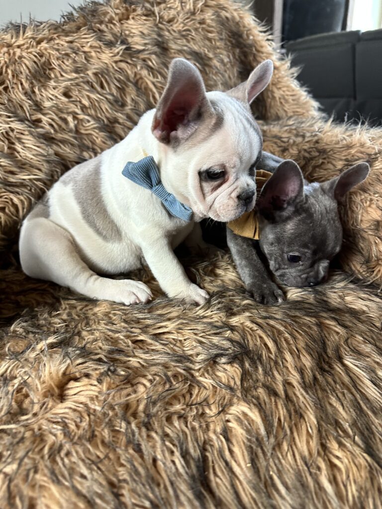 Ulysses | Blue Pied French Bulldog Male | Born July 2nd, 2023​