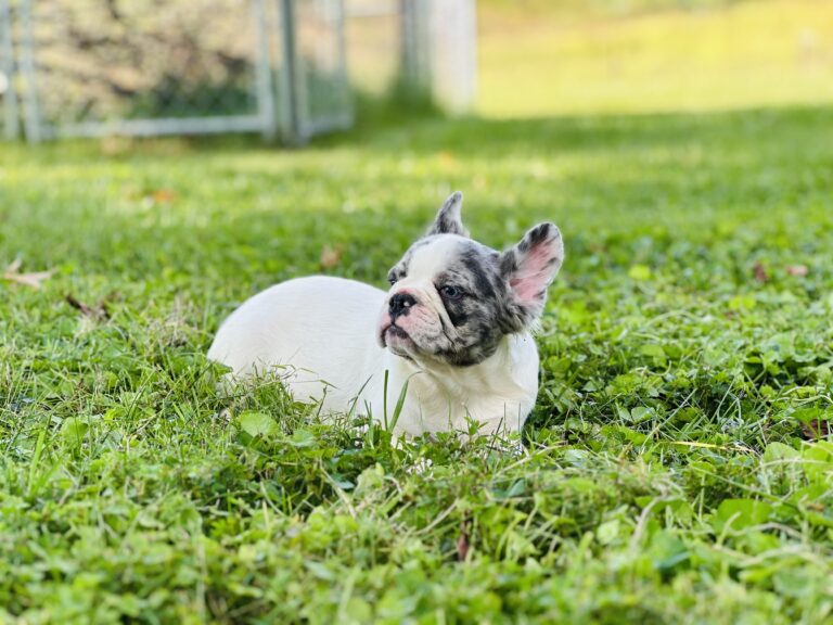 Chico | Blue Merle Pied French Bulldog Female | Born May 20th, 2023