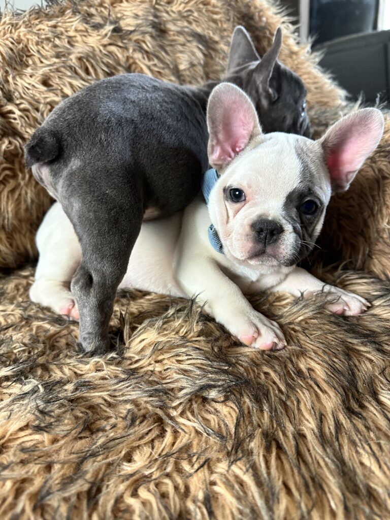 Ulysses | Blue Pied French Bulldog Male | Born July 2nd, 2023​
