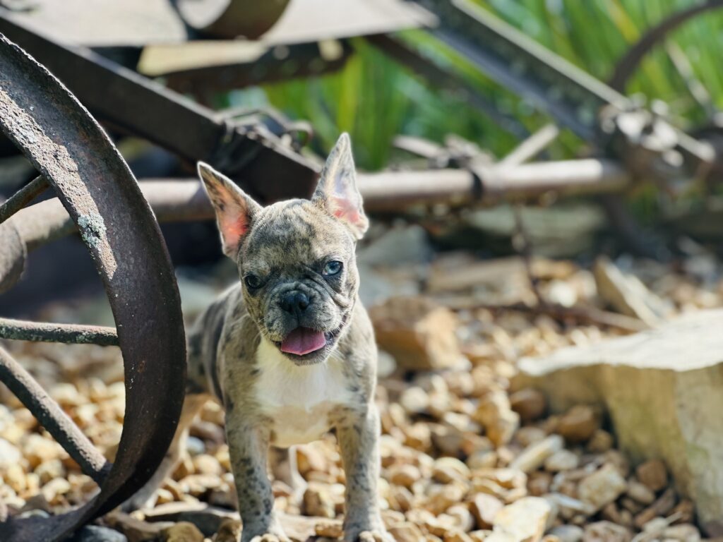 Bianca | Blue Fawn Merle French Bulldog Female | Born June 22nd, 2023