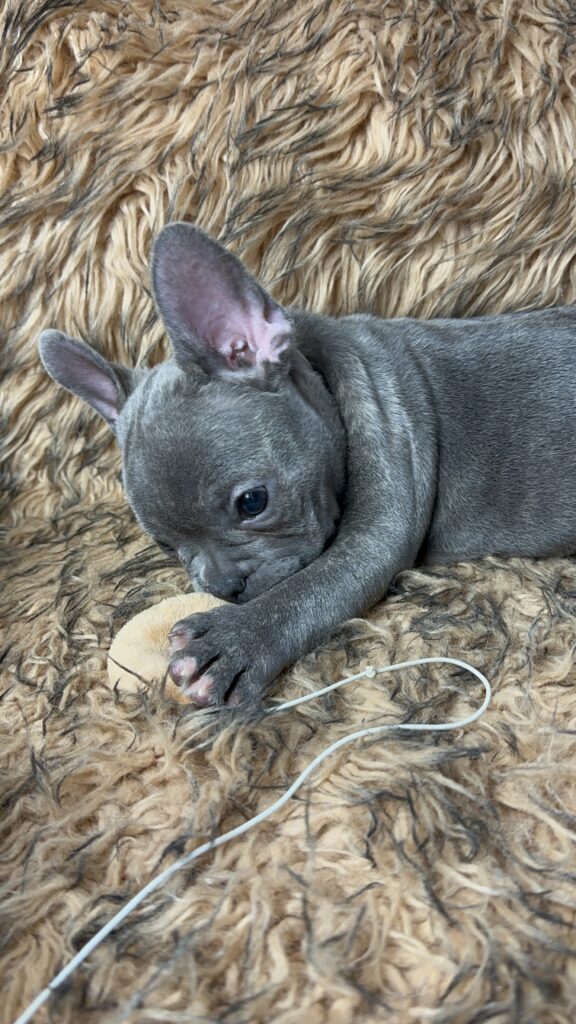 Urban | Blue French Bulldog Female | Born July 2nd, 2023