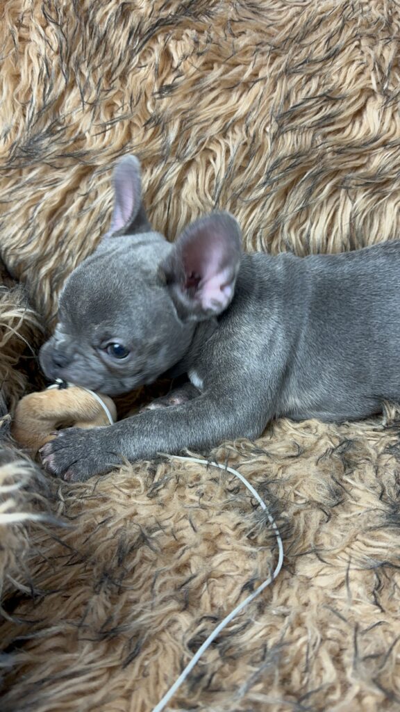 Urban | Blue French Bulldog Female | Born July 2nd, 2023