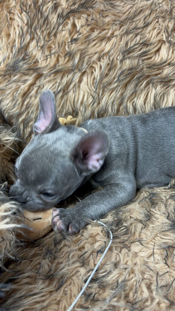 Urban | Blue French Bulldog Female | Born July 2nd, 2023