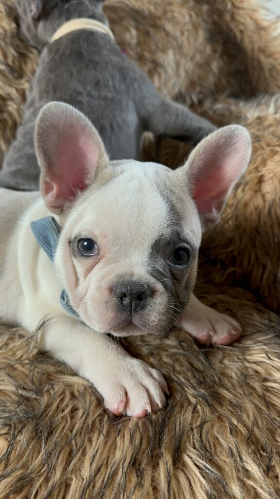 Ulysses | Blue Pied French Bulldog Male | Born July 2nd, 2023​
