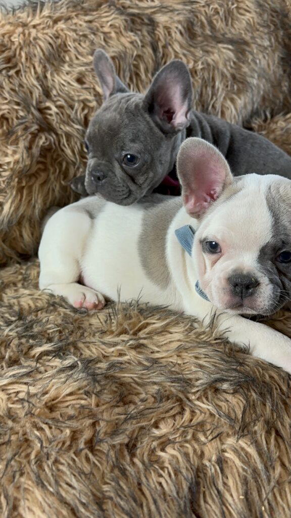 Ulysses | Blue Pied French Bulldog Male | Born July 2nd, 2023​