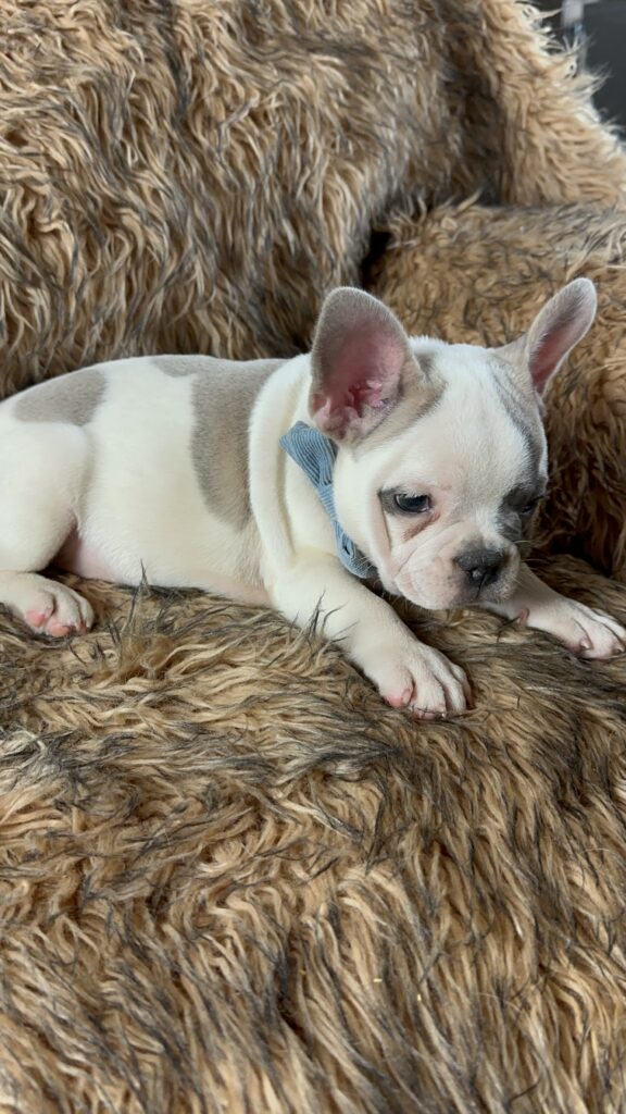 Ulysses | Blue Pied French Bulldog Male | Born July 2nd, 2023​