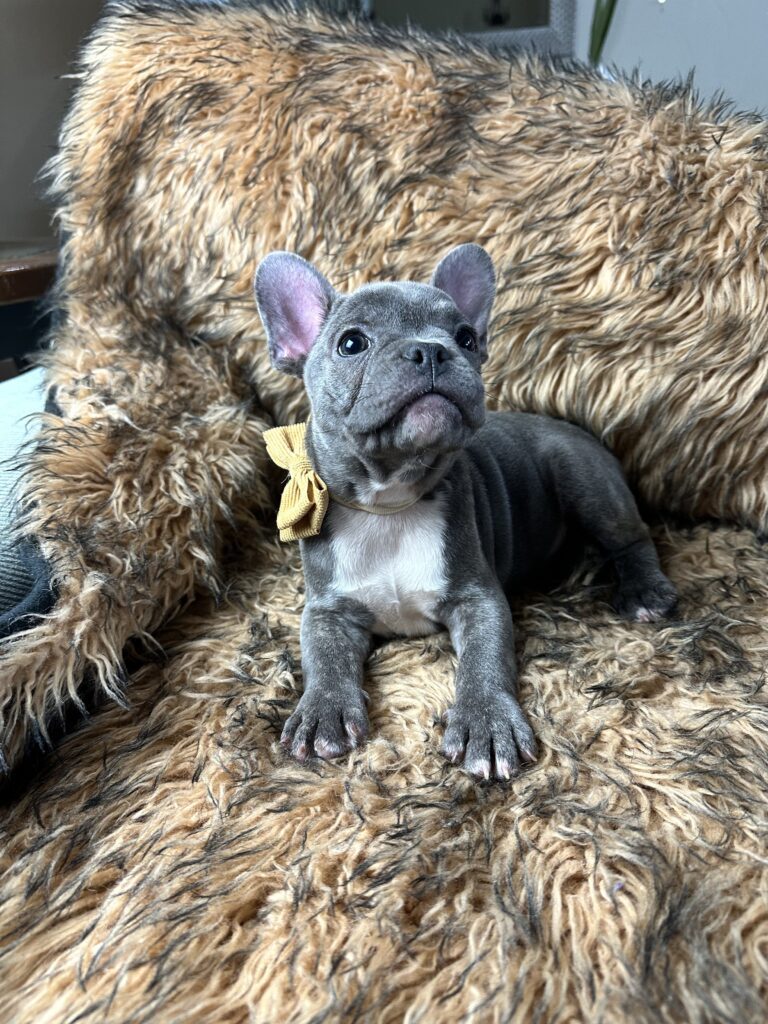 Urban | Blue French Bulldog Female | Born July 2nd, 2023
