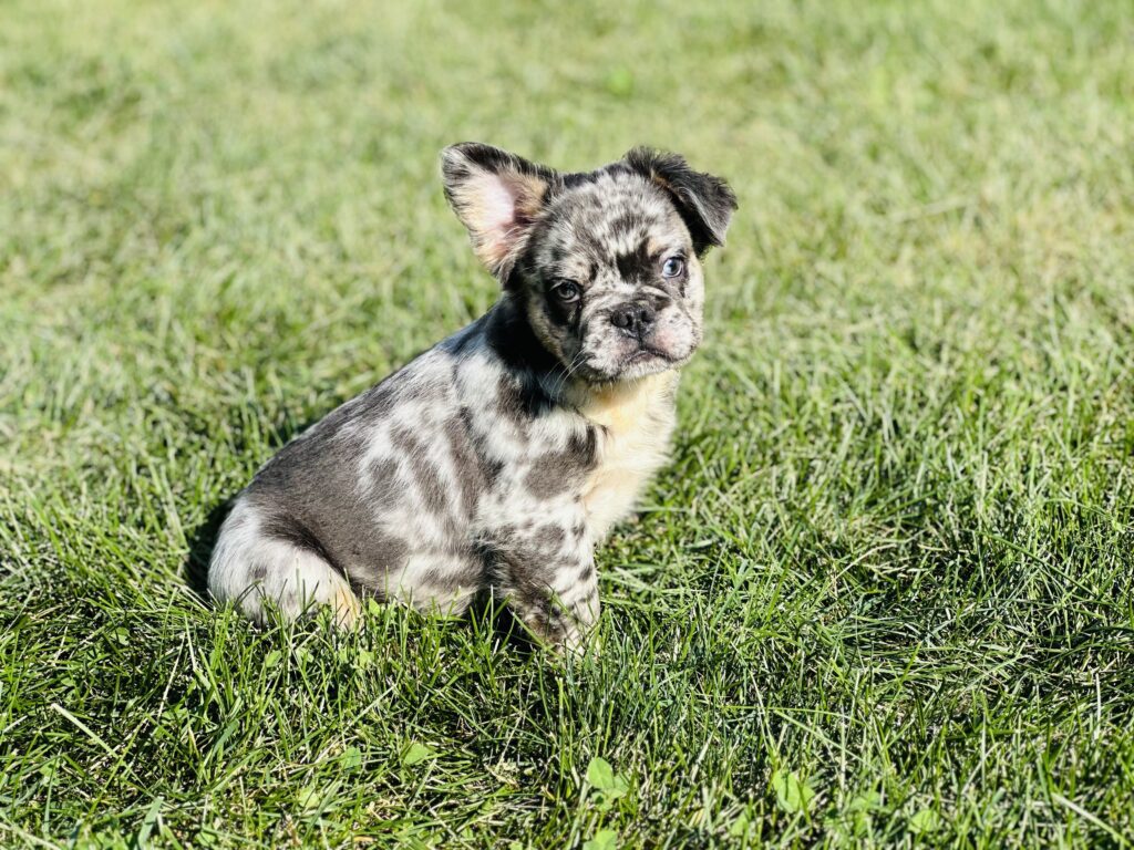 Badger | Blue merle fluffy French Bulldog Male | Born June 22nd, 2023