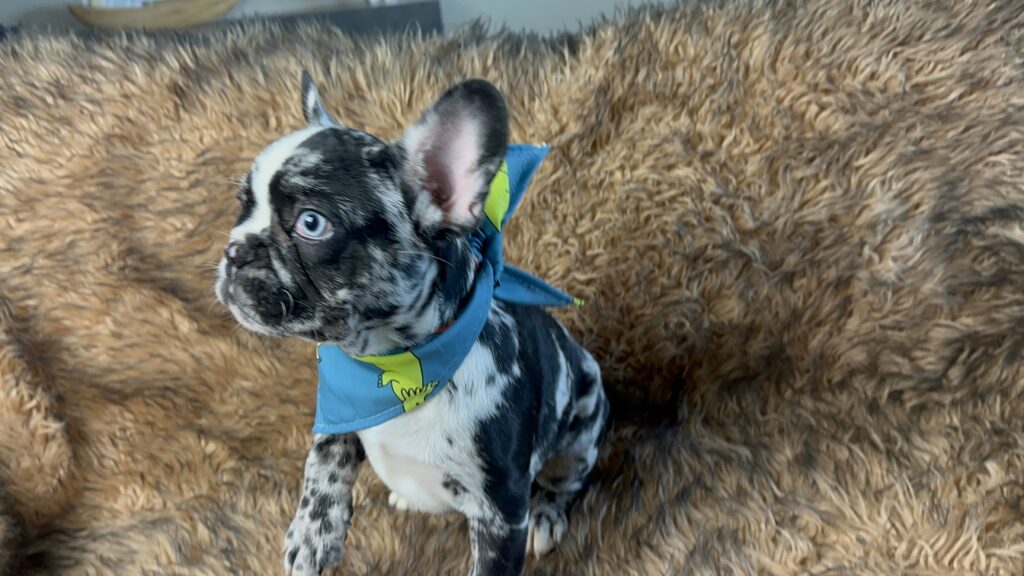 Blackjack | Black Merle French Bulldog Male | Born June 22nd, 2023