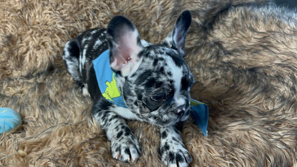 Blackjack | Black Merle French Bulldog Male | Born June 22nd, 2023